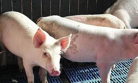 Giá heo hơi hôm nay 14/7: giảm nhẹ