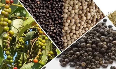 Giá tiêu hôm nay 14/7/2025: chờ đợi thị trường khởi sắc sau ngày 1/8