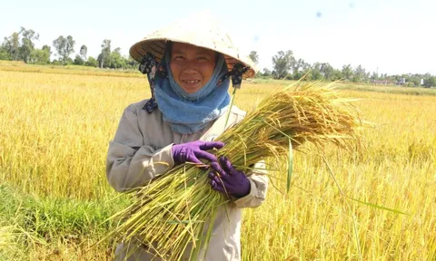 Giá lúa gạo hôm nay 14/7: giao dịch mua bán vắng