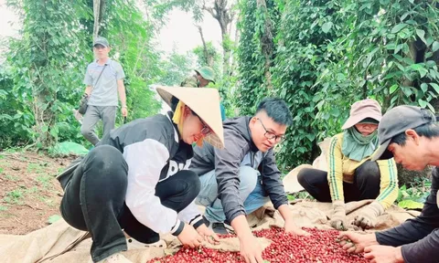 Giá cà phê hôm nay 15/7/2025: 2 sàn tăng mạnh, Robusta thêm 300 USD/tấn