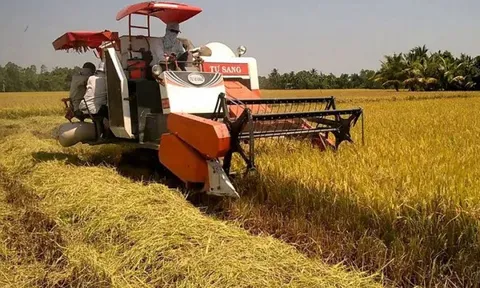 Giá lúa gạo hôm nay 15/7: gạo nguyên liệu xuất khẩu tăng