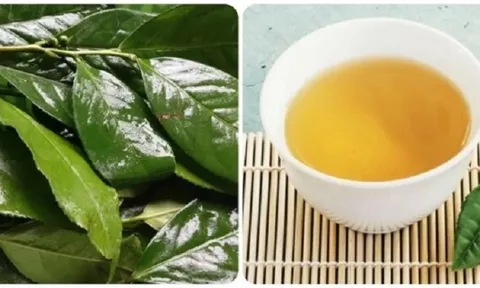 Những người nên hạn chế uống nước chè xanh