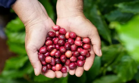 Giá cà phê hôm nay 16/7/2025: Robusta giảm 100 USD sau phiên tăng mạnh đầu tuần
