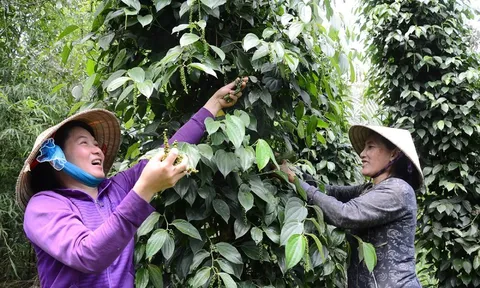 Giá tiêu hôm nay 16/7/2025: tăng 1.000 đồng/kg trong bối cảnh tồn kho giảm sâu