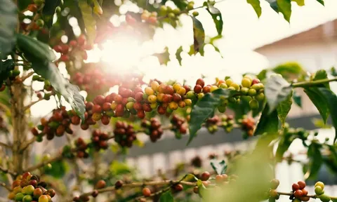 Giá cà phê hôm nay 17/7/2025: 2 sàn hồi phục, nguyên nhân Arabica tăng mạnh trở lại