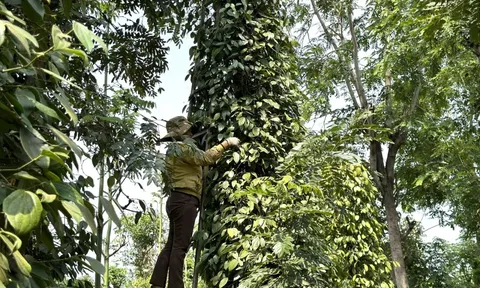 Giá tiêu hôm nay 17/7/2025: giá tiêu toàn cầu giảm tại các quốc gia xuất khẩu hàng đầu