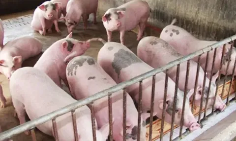 Giá heo hơi hôm nay 17/7: tiếp tục đà giảm 1.000 đồng/kg