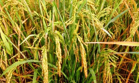 Giá lúa gạo hôm nay 17/7: giá gạo tăng nhẹ