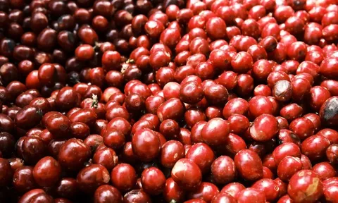 Giá cà phê hôm nay 18/7/2025: vì sao Arabica đang có lợi thế hơn Robusta?
