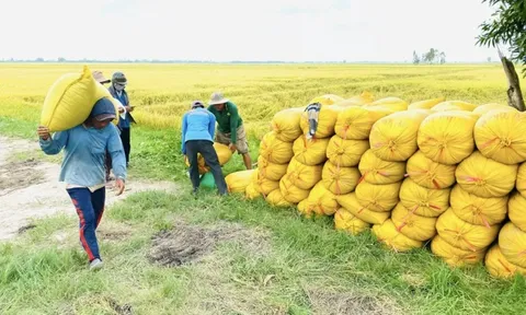 Giá lúa gạo hôm nay 18/7: gạo nguyên liệu giảm nhẹ