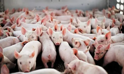 Giá heo hơi hôm nay 19/7: tiếp đà giảm 1.000 đồng/kg trên cả nước