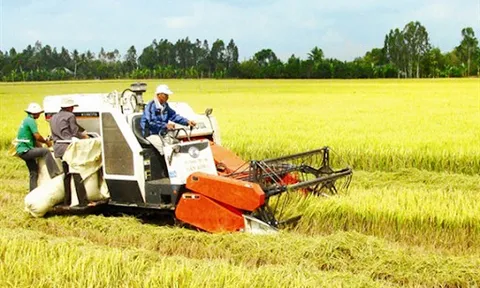Giá lúa gạo hôm nay 19/7: gạo nguyên liệu giảm 50 đồng/kg