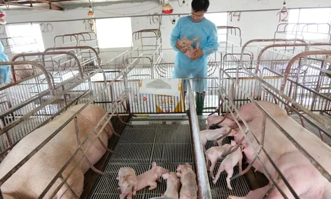 Hà Nội: ngăn nguy cơ lây lan dịch tả lợn châu Phi