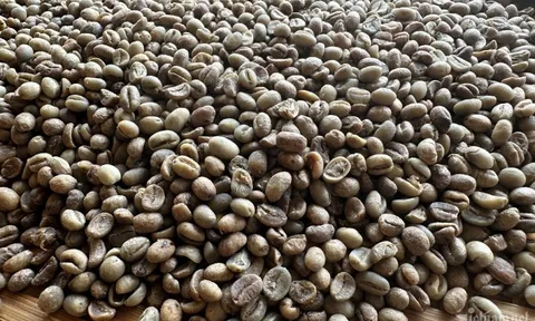 Giá cà phê hôm nay 21/7/2025: nhận định thị trường tuần này, liệu còn tăng tiếp?