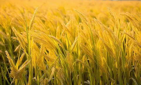 Giá lúa gạo hôm nay 21/7: giao dịch mua bán vắng