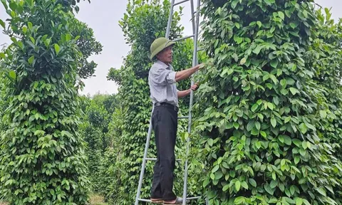Giá tiêu hôm nay 22/7/2025: sức mua yếu, thị trường có xu hướng giảm trên toàn cầu