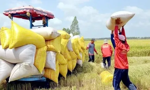 Giá lúa gạo hôm nay 22/7: gạo nguyên liệu bật tăng