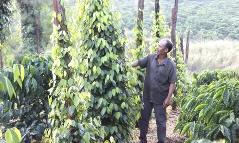 Giá tiêu hôm nay 23/7/2025: Indonesia và Brazil tăng trở lại, Việt Nam mất mốc 140.000 đồng/kg