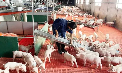 Giá heo hơi hôm nay 23/7: tiếp tục giảm nhẹ tại nhiều tỉnh thành