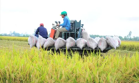 Giá lúa gạo hôm nay 23/7: gạo xuất khẩu tăng nhẹ