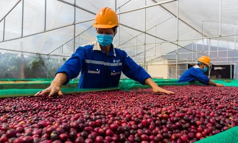 Giá cà phê hôm nay 24/7/2025: 2 yếu tố tích cực tiếp tục đẩy giá 2 sàn tăng