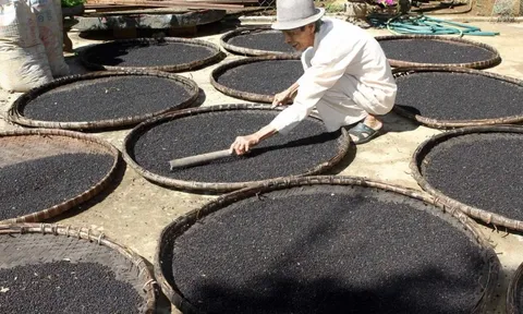 Giá tiêu hôm nay 24/7/2025: tiêu Indonesia tiếp tục tăng, thị trường dè dặt trước 1/8