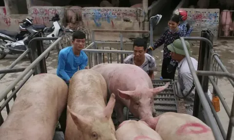Giá heo hơi hôm nay 24/7: giảm 1.000 đồng/kg
