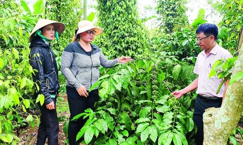 Giá tiêu hôm nay 25/7/2025: thị trường Mỹ dự kiến tăng mạnh đơn hàng những tháng cuối năm