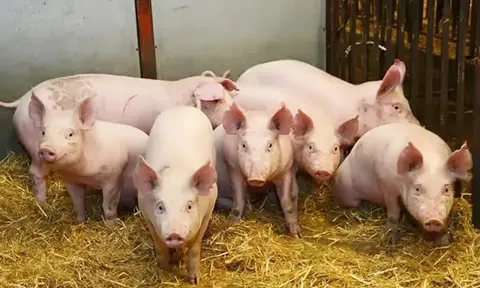 Giá heo hơi hôm nay 25/7: đi ngang sau nhiều ngày giảm