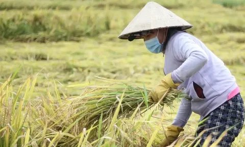 Giá lúa gạo hôm nay 25/7: giá gạo tiếp đà tăng nhẹ