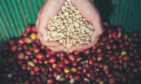 Giá cà phê hôm nay 26/7/2025: điểm mặt những nguyên nhân đẩy cà phê giảm phiên cuối tuần
