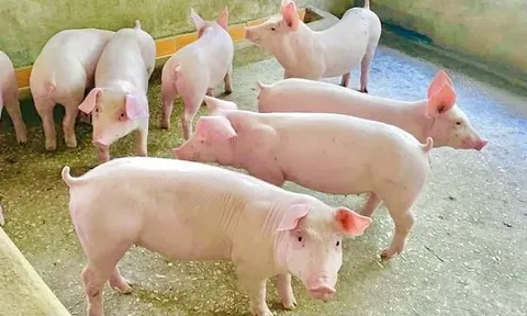 Giá heo hơi hôm nay 26/7: giảm 1.000 – 2.000 đồng/kg