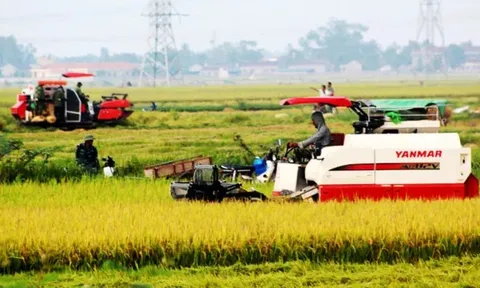 Giá lúa gạo hôm nay ngày 26/7: gạo xuất khẩu giảm mạnh
