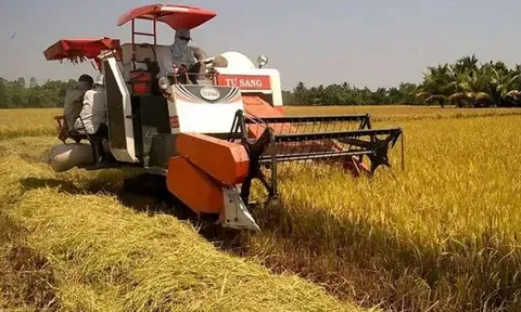 Giá lúa gạo hôm nay 28/7: giao dịch mua bán vắng, giá vững