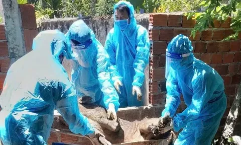 Dịch tả lợn lan rộng ở Quảng Ngãi, hơn 15.000 con bị tiêu hủy