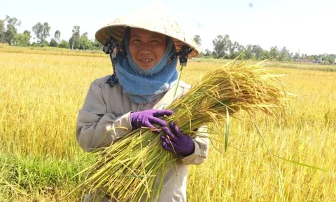 Giá lúa gạo hôm nay 29/7: giá gạo bật tăng
