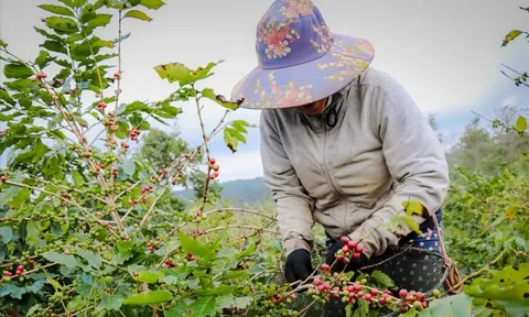 Giá cà phê hôm nay 30/7/2025: đồng USD tăng cao kéo giảm giá cà phê 2 sàn