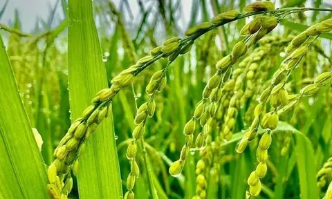 Giá lúa gạo hôm nay 30/7: lúa tươi tăng 100 đồng/kg