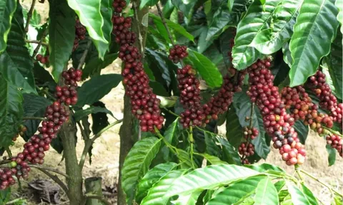 Giá cà phê hôm nay 31/7/2025: Robusta tăng trở lại, trong nước gần 100.000 đồng/kg