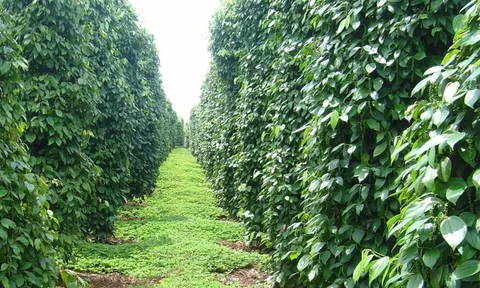Giá tiêu hôm nay 31/7/2025: các nước cùng tăng, giá tiêu nội địa thêm 1.000 đồng/kg