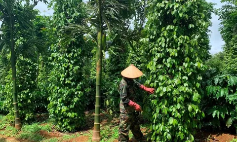 Giá tiêu hôm nay 1/8/2025: tăng 2 ngày liên tiếp, trong nước cán mốc 140.000 đồng/kg