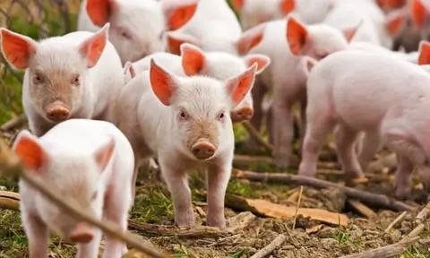 Giá heo hơi hôm nay 1/8: tăng rải rác 1.000 – 2.000 đồng/kg