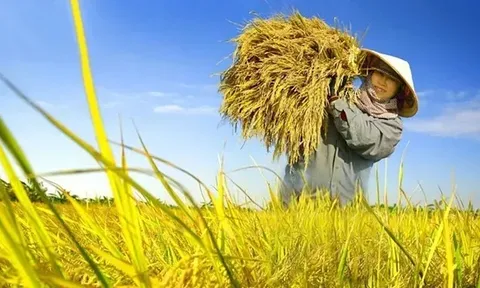 Giá lúa gạo hôm nay 1/8: giá gạo giảm nhẹ
