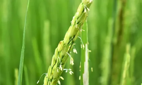 Giá lúa gạo hôm nay 2/8: gạo nguyên liệu tiếp đà giảm nhẹ
