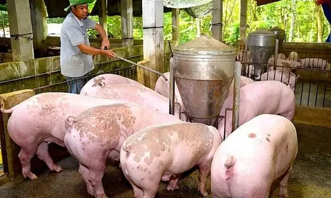 Giá heo hơi hôm nay 2/8: biến động trái chiều