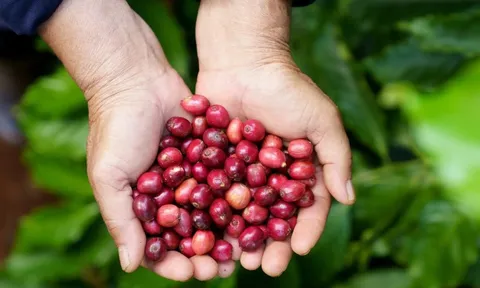 Giá cà phê hôm nay 2/8/2025: lao dốc ngày cuối tuần, nguồn cung trong nước khan hiếm dần