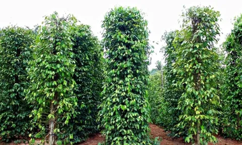 Giá tiêu hôm nay 2/8/2025: chỉ 1 quốc gia có giá tiêu tăng trong tuần