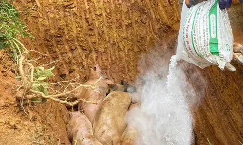 Cao Bằng: phát hiện 5 ô tô vận chuyển trái phép lợn nhiễm dịch tả lợn châu Phi