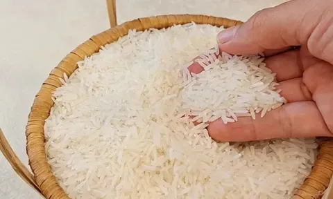 Giá lúa gạo hôm nay 5/8: giá gạo giảm nhẹ 50 đồng/kg