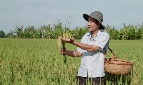 Giá lúa gạo hôm nay ngày 14/8: gạo nguyên liệu giảm nhẹ